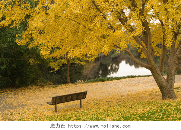 秋天湖边银杏树下的长椅在秋天的银杏树 